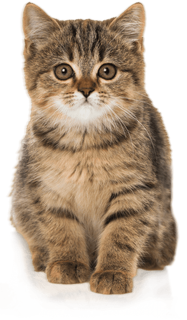 prevention-chat